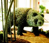 Giant Panda Topiary
